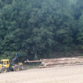 Nachhaltigkeit plus gute Rendite: Investieren in Holz.