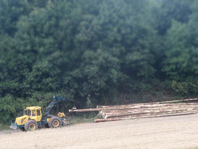 Nachhaltigkeit plus gute Rendite: Investieren in Holz.